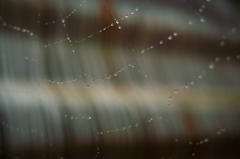 Spiderweb