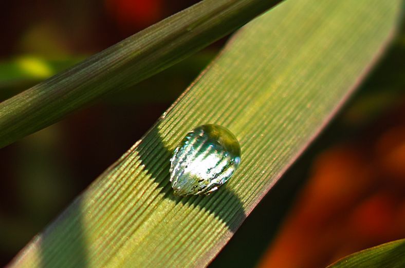 Green grass 