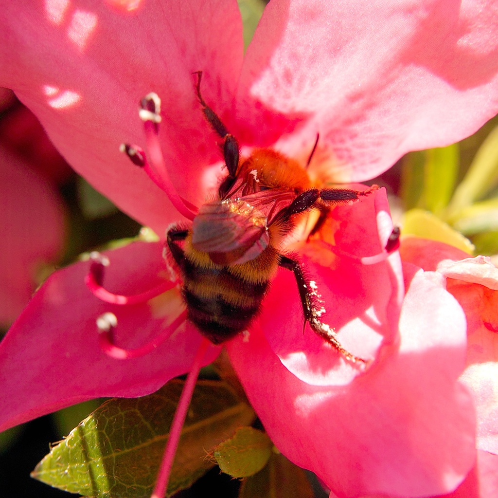 Honey bee & azalea