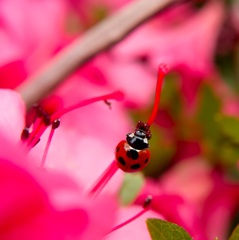 Ladybug & azalea