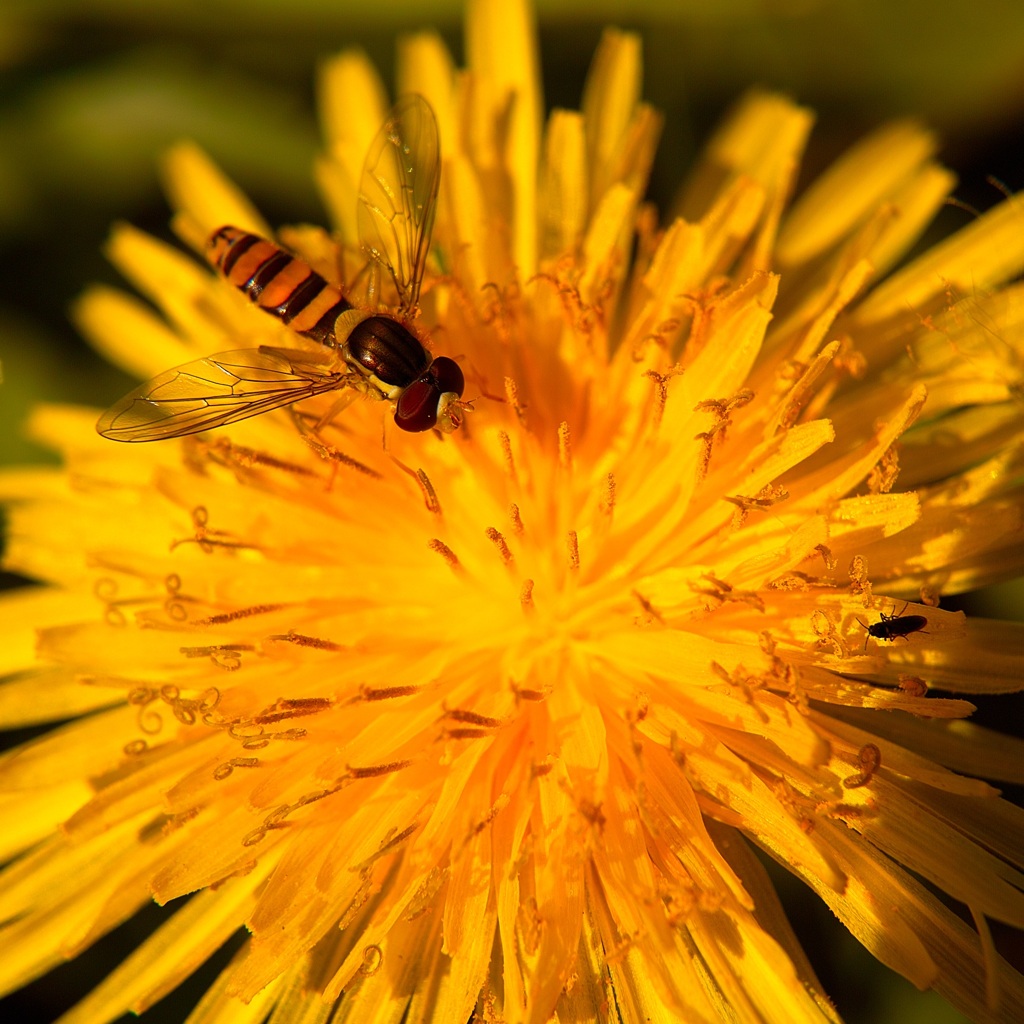 Hoverfly & friend.