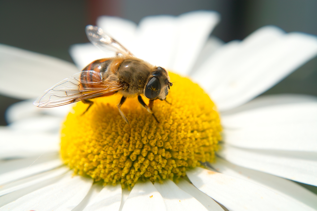 Marguerite & hoverfly
