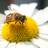 Marguerite & hoverfly