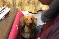 犬