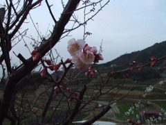 小さな春