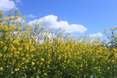 菜の花畑と空の青