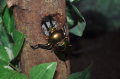 世界のクワガタムシ②