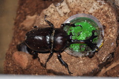 カブトムシ