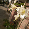 百合