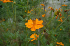 花と蜜蜂