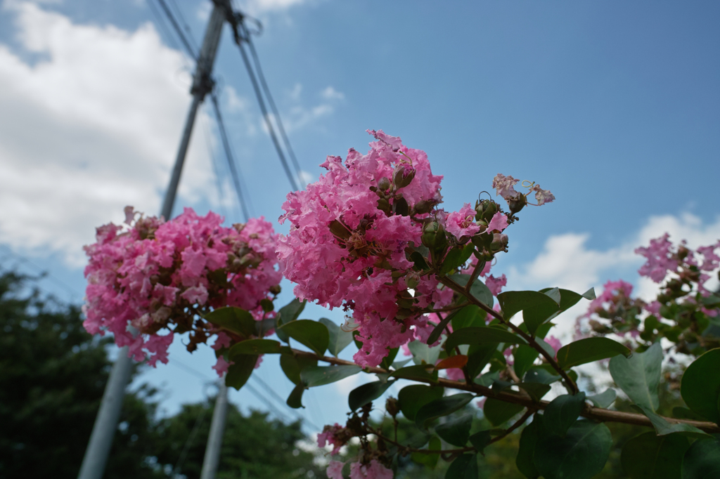 花と空
