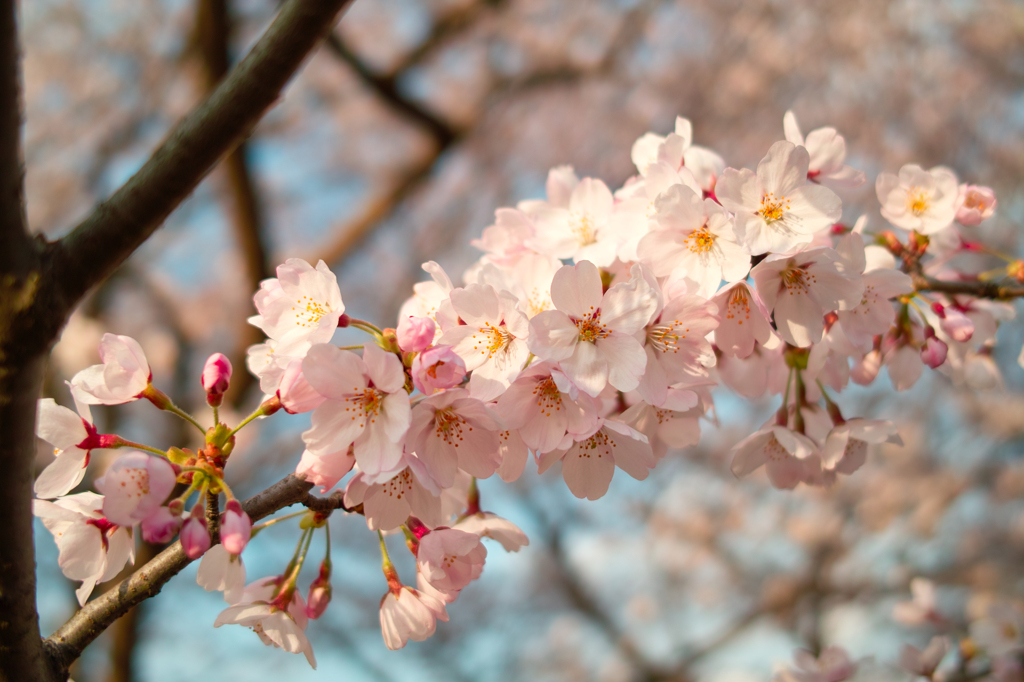 sakura