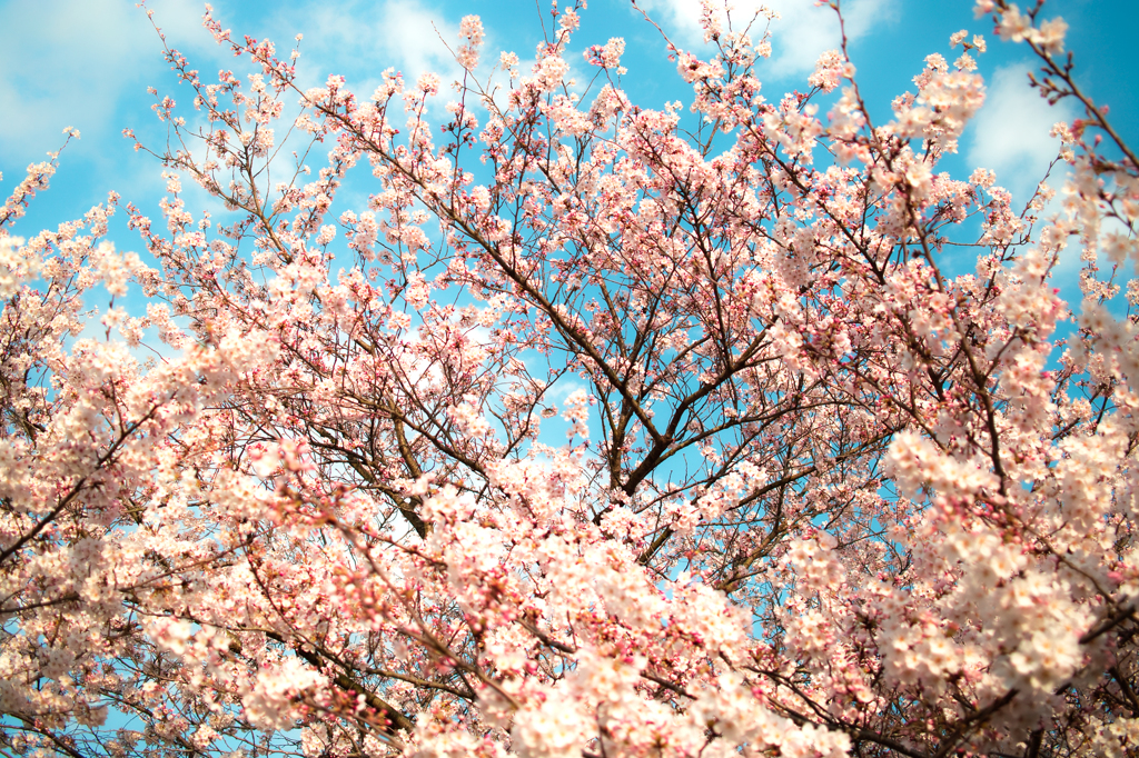 桜
