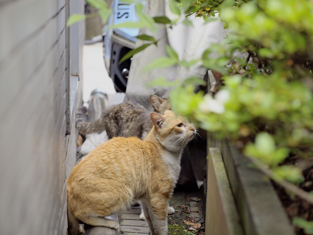 猫の井戸端会議