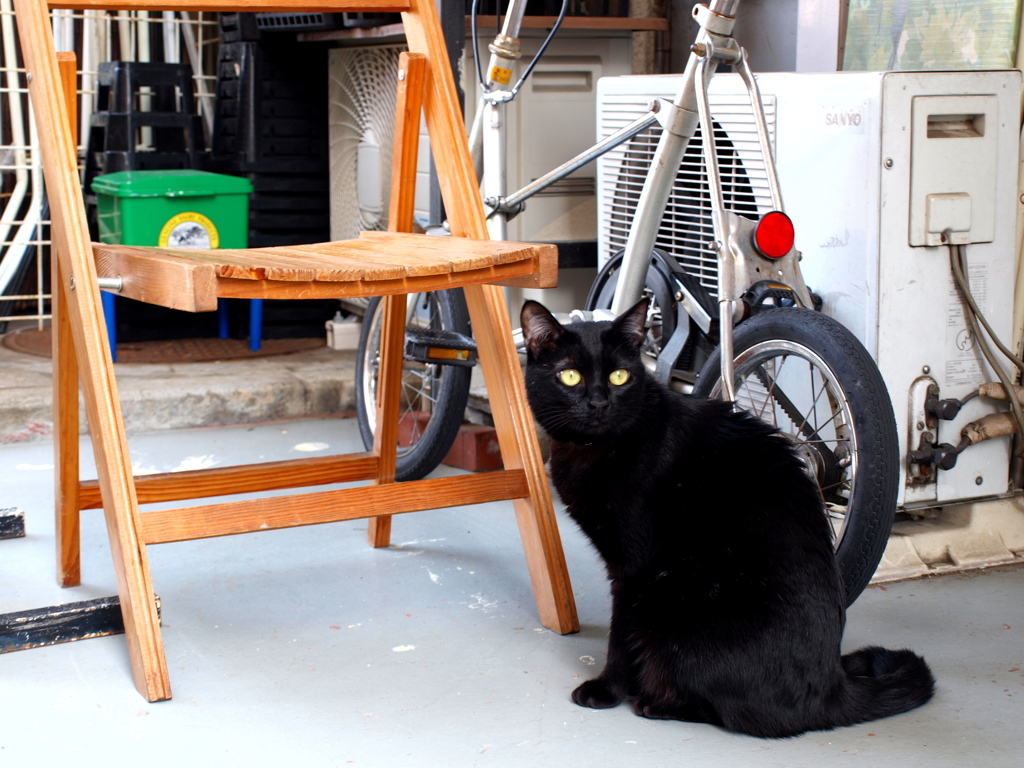 自由気ままな黒猫ちゃん