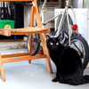 自由気ままな黒猫ちゃん