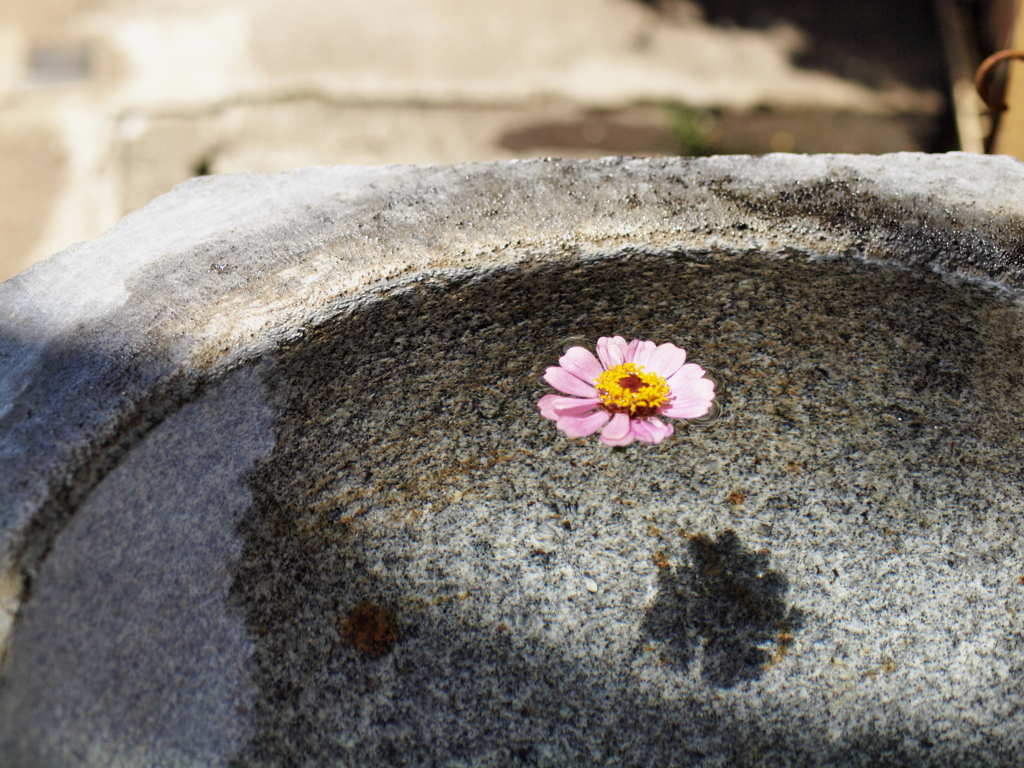 水面花