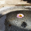 水面花