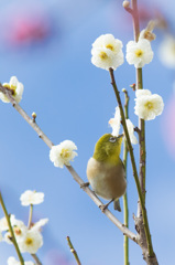 春