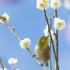 春