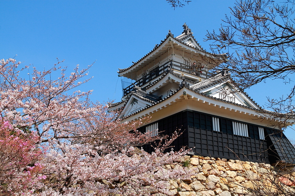 浜松城　７分咲き