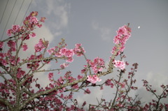 Cherry blossom　in okinawa