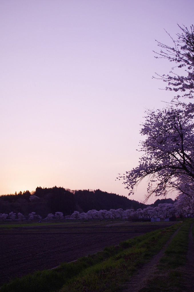 皐月の空に夏井の千本桜