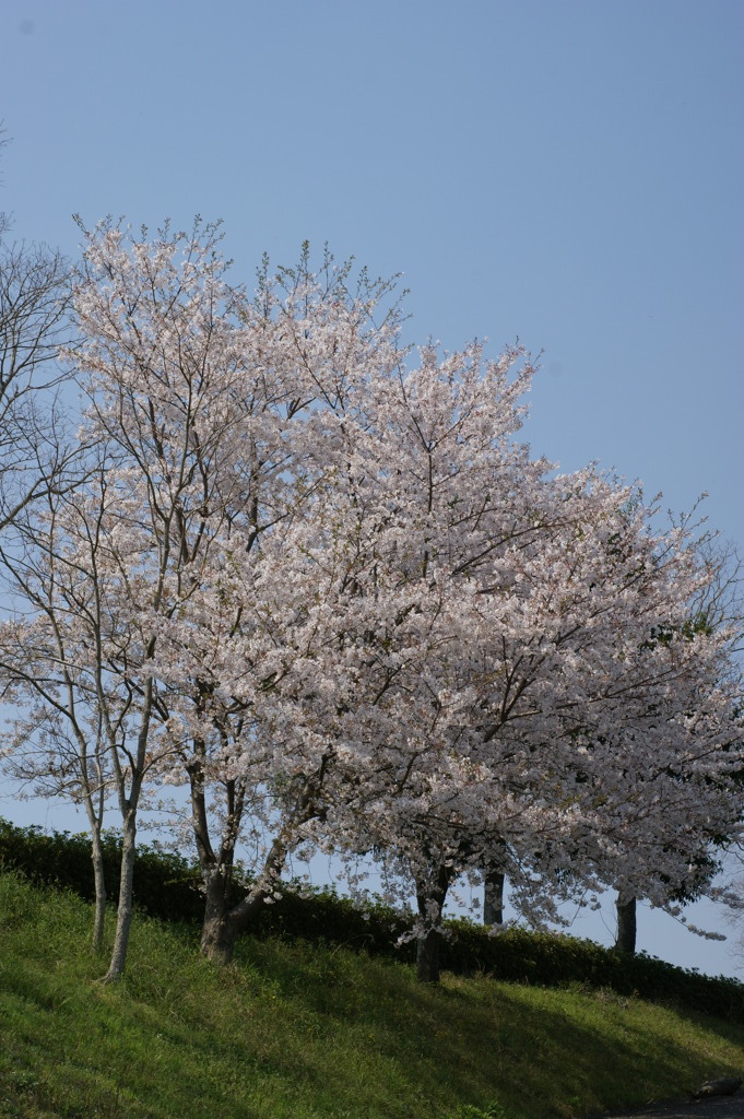 DSC00085