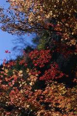 _DSC0016