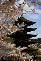 瑠璃光寺五重塔と桜