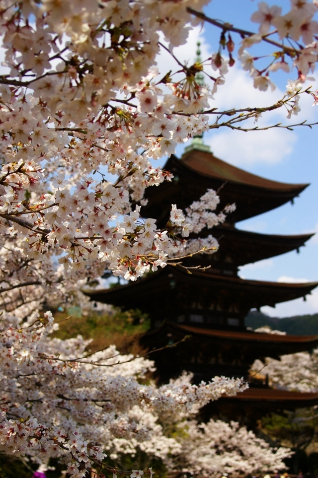 桜と瑠璃光寺五重塔