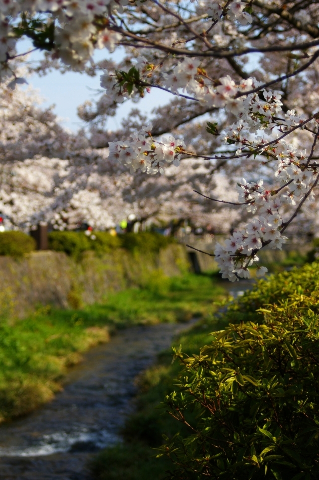 桜と一の坂川