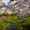 桜と一の坂川