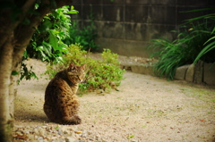 三毛猫ホームズ