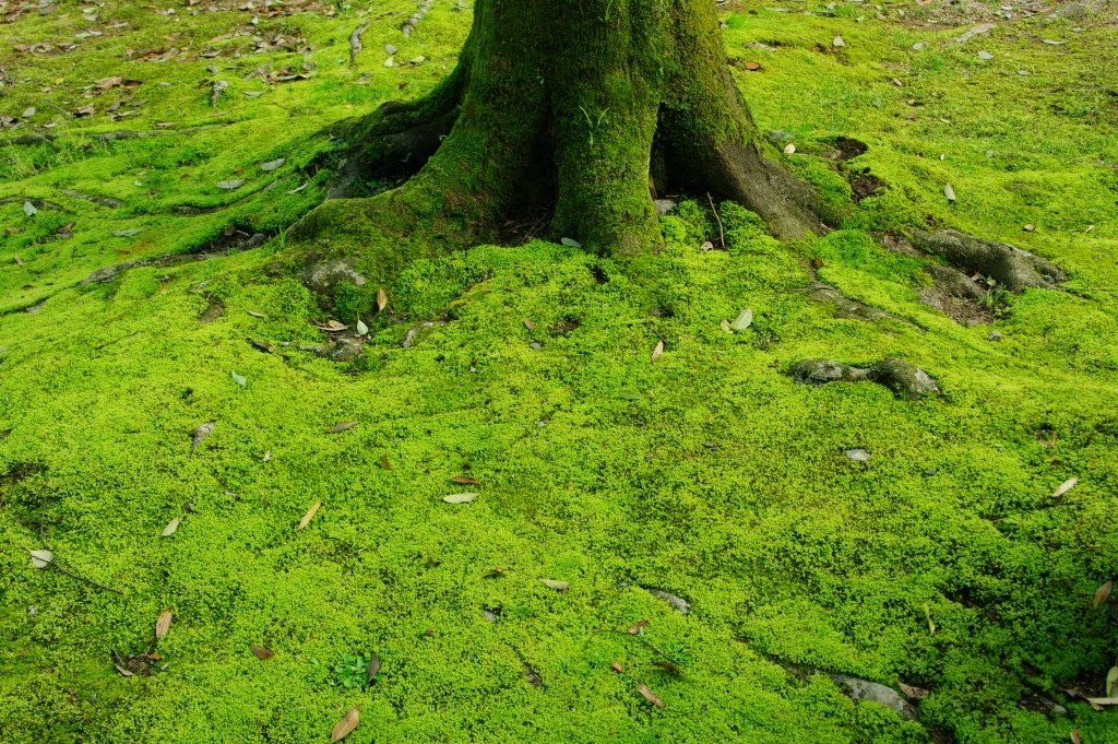 しっかり根を張り
