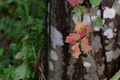 秋の里山で2009-②