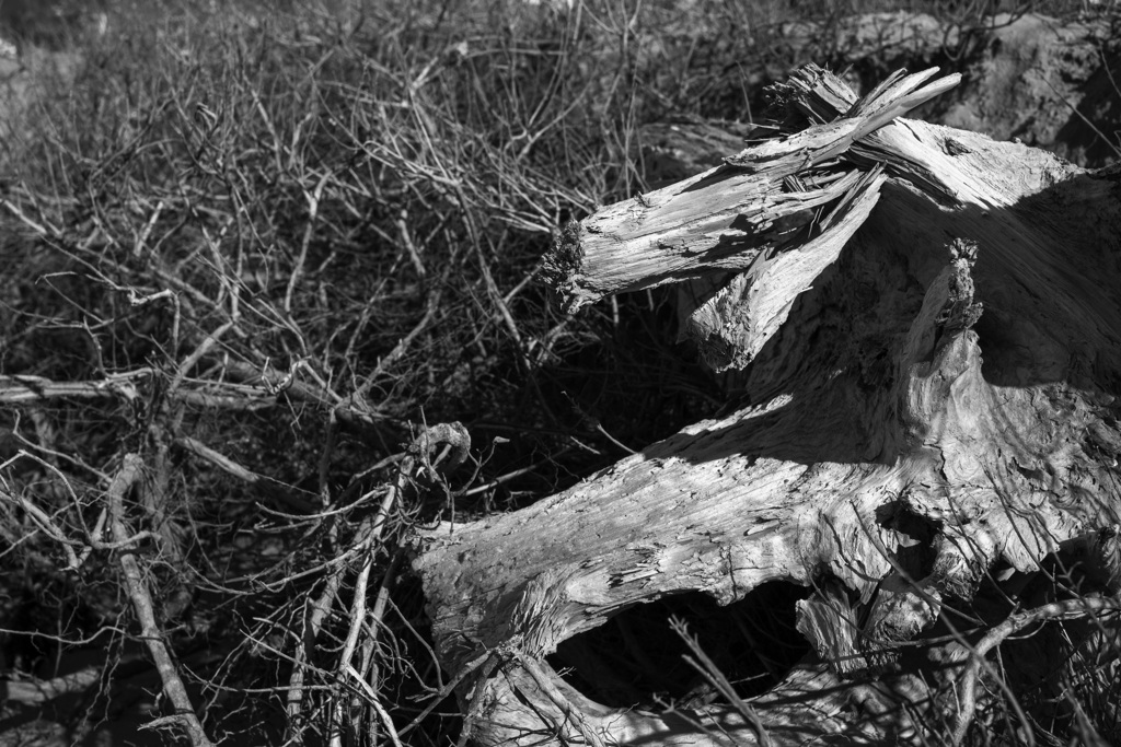 辰年に想うこと。