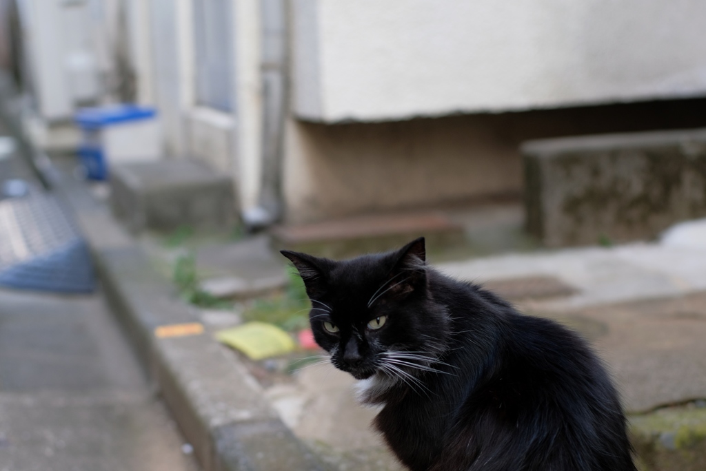 ｐと歩く-⑤