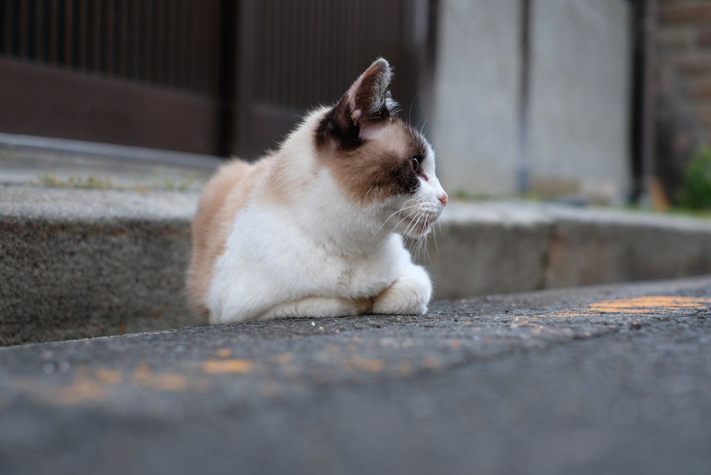 路の上から