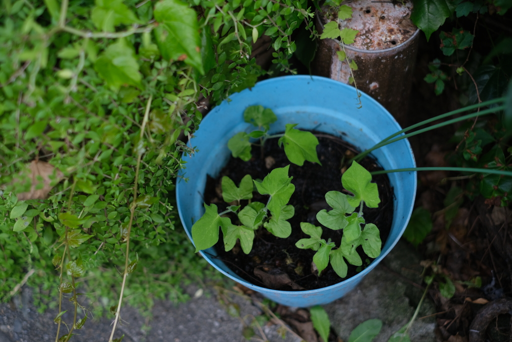 どんな色の花が咲くのかなぁ･･･