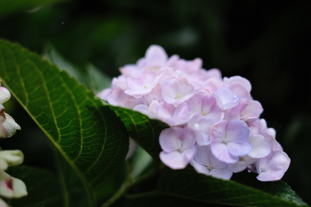 F1.4の華たち-②
