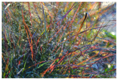 ヒカリアツメテ･･･