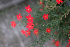 乙女チックな･･･