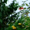 故郷の植物図鑑2018夏-①