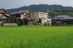 故郷の夏-⑮
