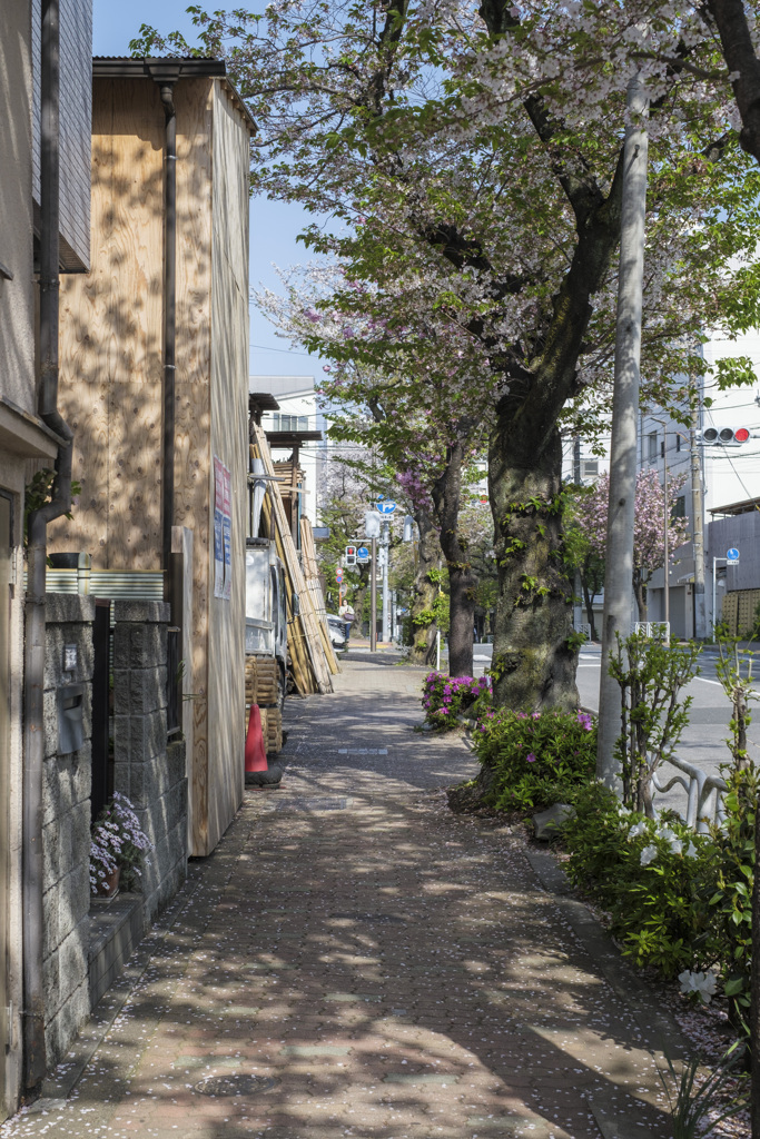 花びらと葉っぱの間の･･･