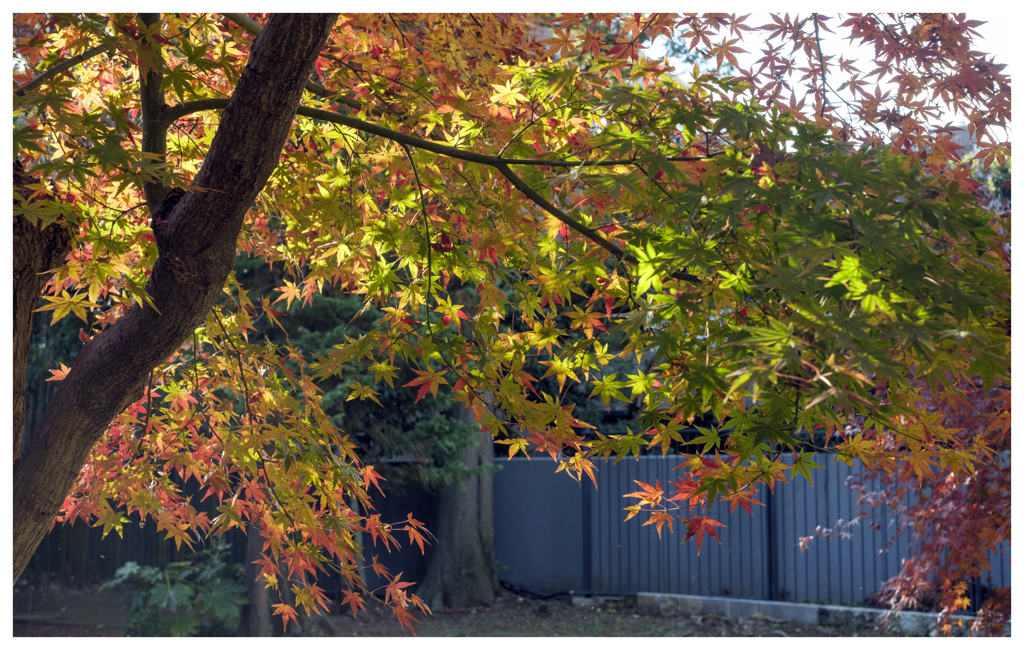 ひかりと戯れて･･