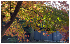 ひかりと戯れて･･