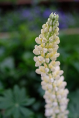 Yokohamaフラワー③