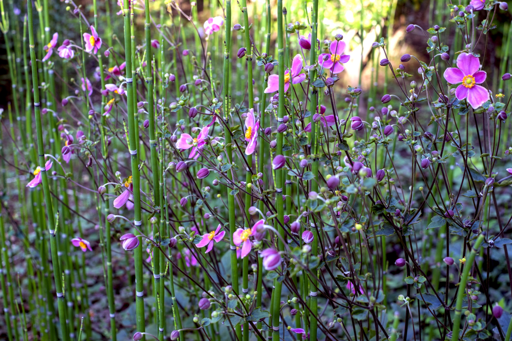10月に秋が付いた名前の花を撮る。